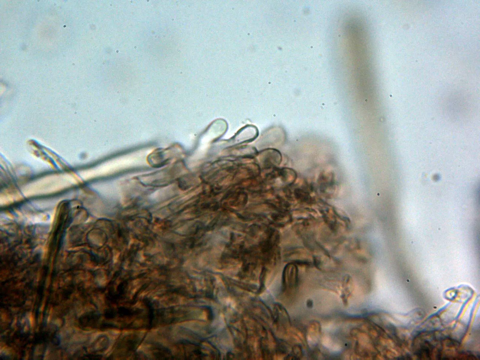 Microscopía de Porostereum spadiceum - 14 - Basidios 1